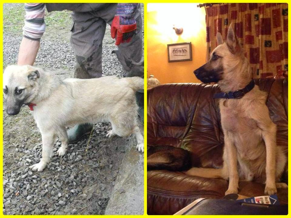 Romanian Rescue